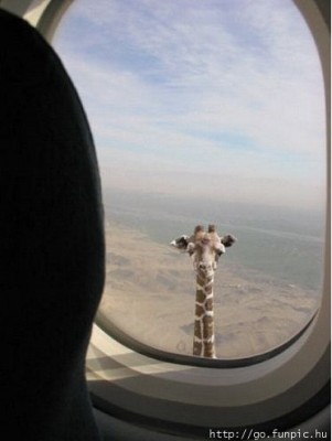 Afrika.jpg